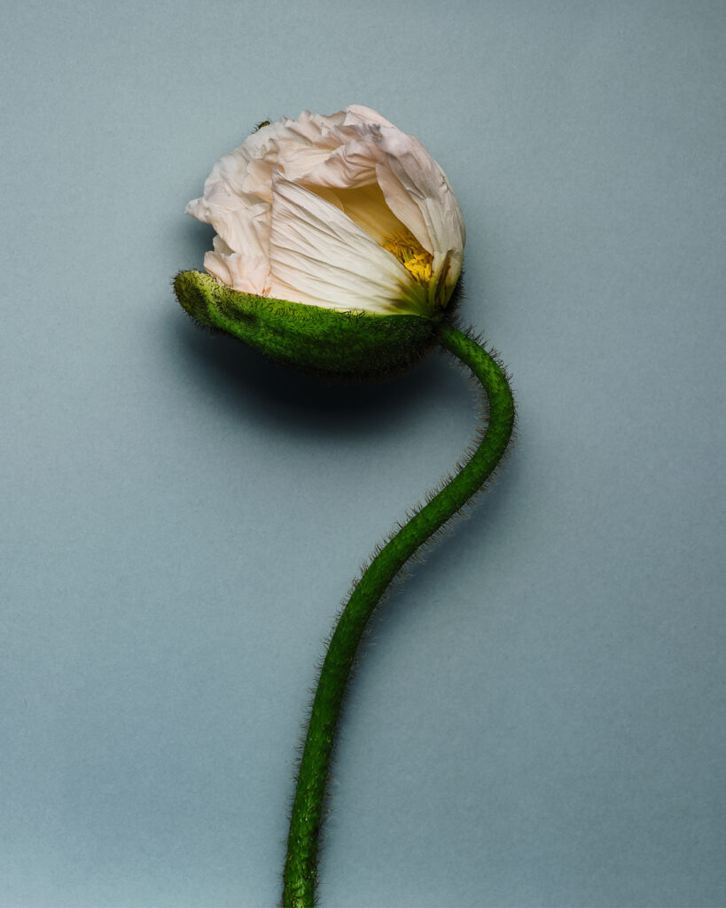 Lucie Conrad still life photography Paris