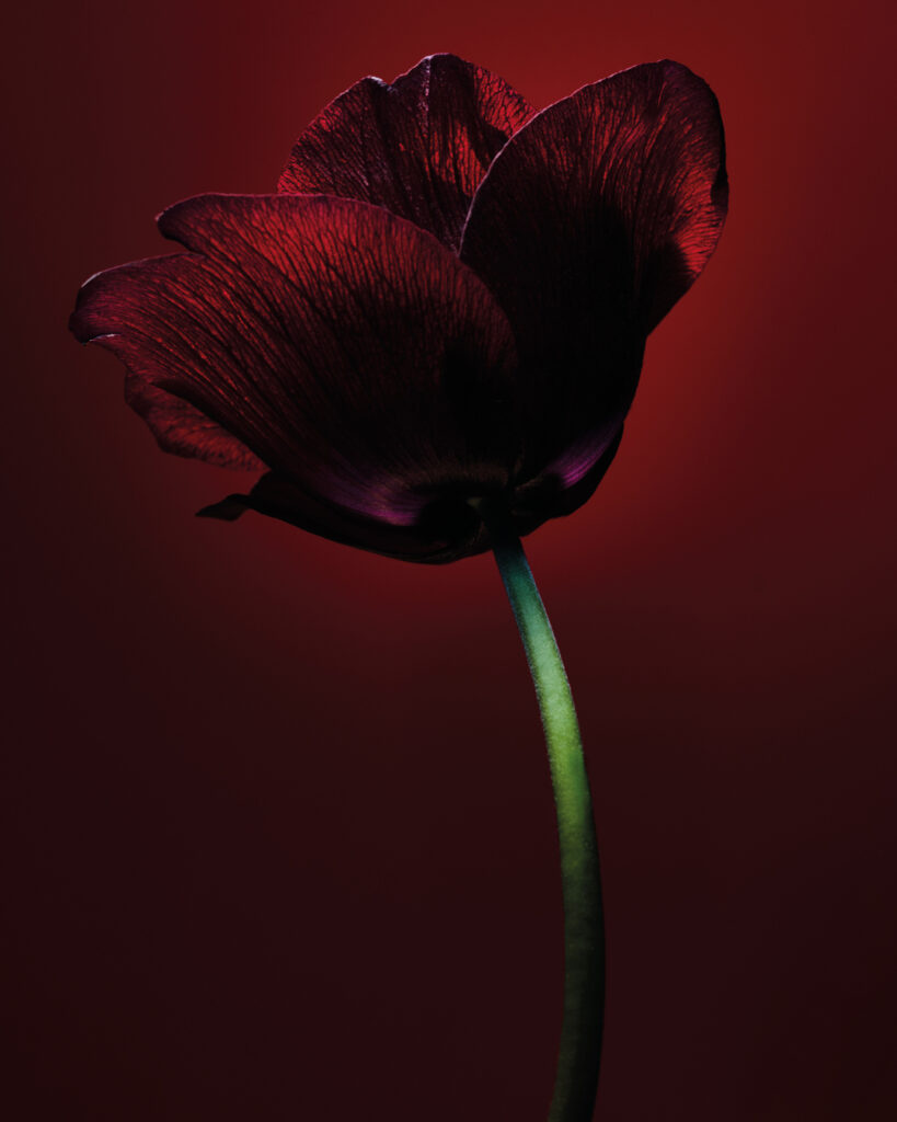 Lucie Conrad still life photography Paris