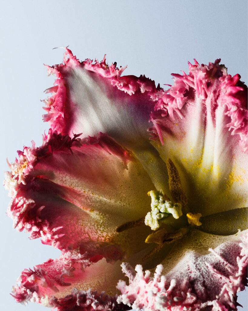 Lucie Conrad still life photography Paris