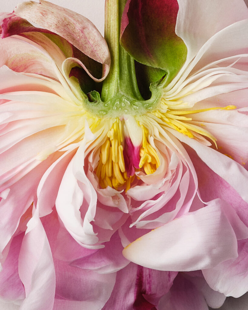 Lucie Conrad still life photography Paris