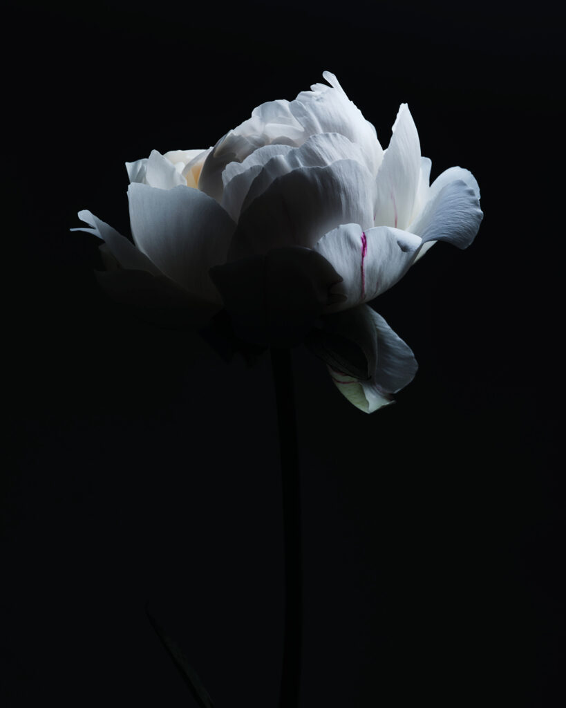 LUCIECONRAD_2026-FLOWERSELECTION2